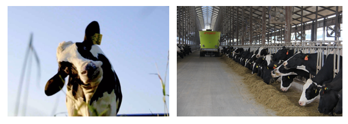 花花牛丨每天一杯奶，幸福健康喝出來?。?！