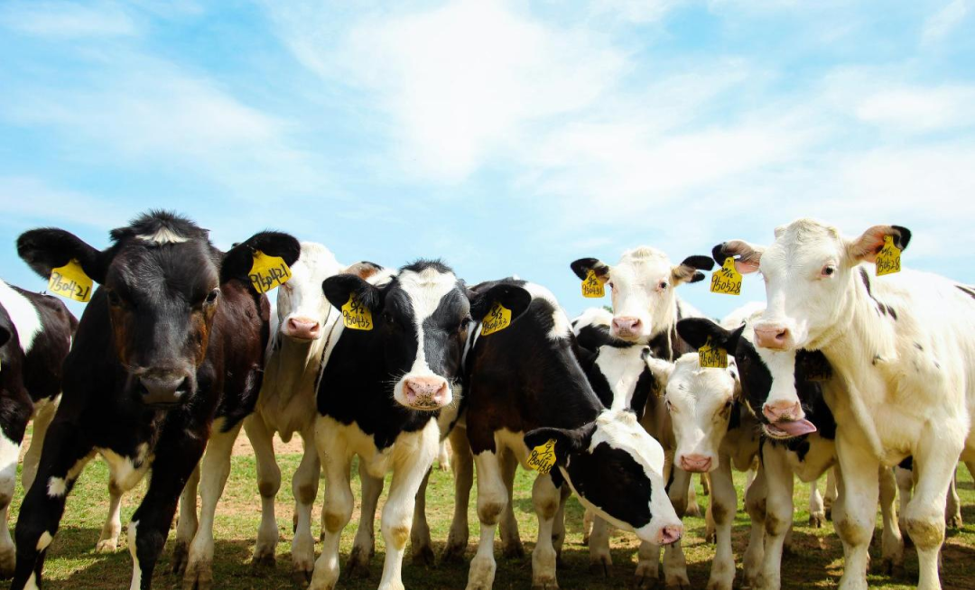 北京大學(xué)南南合作與發(fā)展學(xué)院教授、全球伙伴關(guān)系主任周詠梅一行蒞臨花花牛平輿瑞亞牧業(yè)參觀調(diào)研