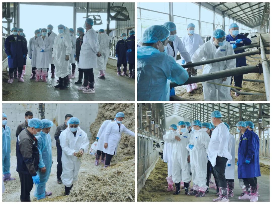 花花牛丨國家奶牛產(chǎn)業(yè)技術(shù)體系首席科學(xué)家、中國農(nóng)業(yè)大學(xué)教授李勝利一行蒞臨花花牛魯山瑞亞參觀調(diào)研