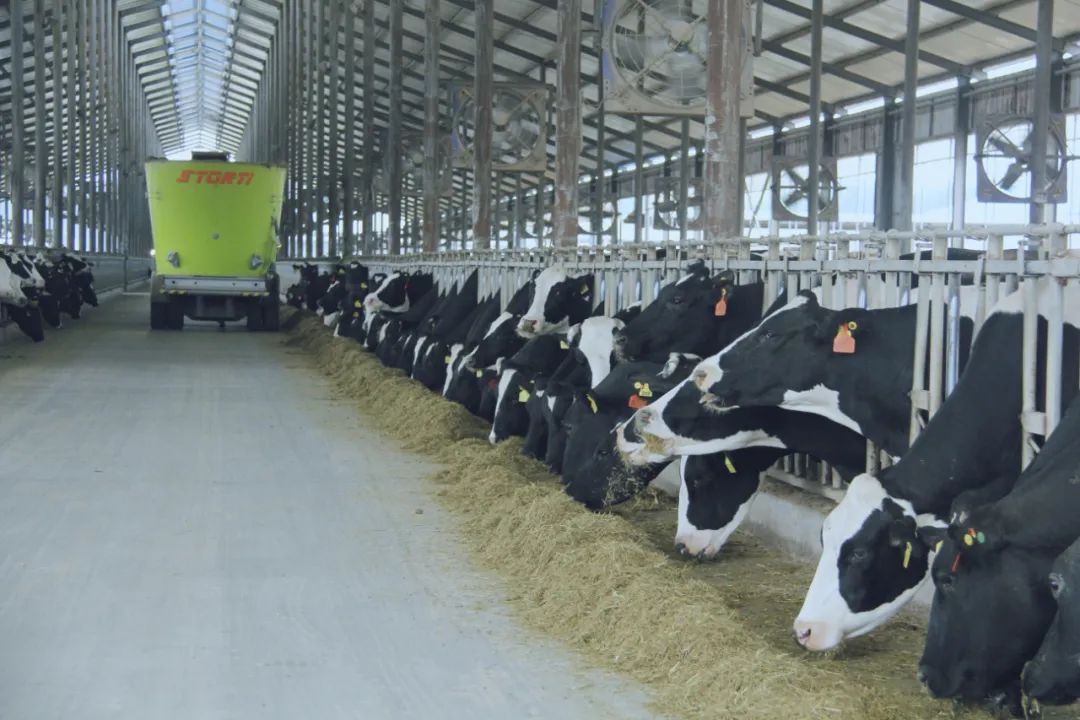 花花牛丨駐馬店市遂平縣政協(xié)黨組書記、主席張衛(wèi)東一行蒞臨花花牛魯山瑞亞牧場參觀