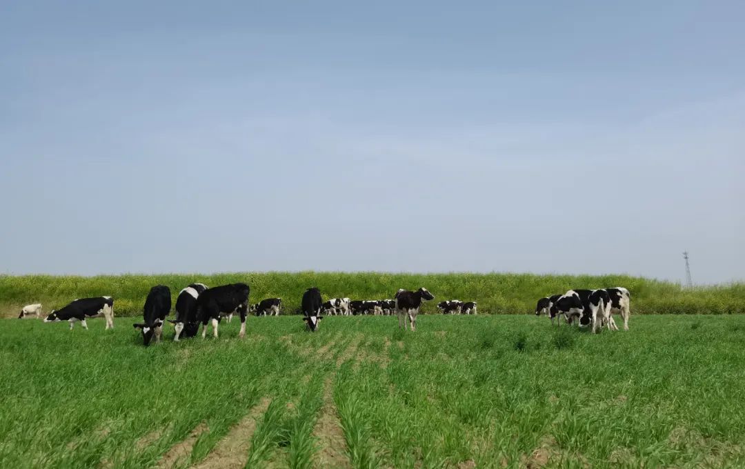 繼往開(kāi)來(lái) · 再創(chuàng)輝煌 | 花花牛乳業(yè)集團(tuán)召開(kāi)9月?tīng)I(yíng)銷、養(yǎng)殖及飼料月度經(jīng)營(yíng)工作會(huì)議