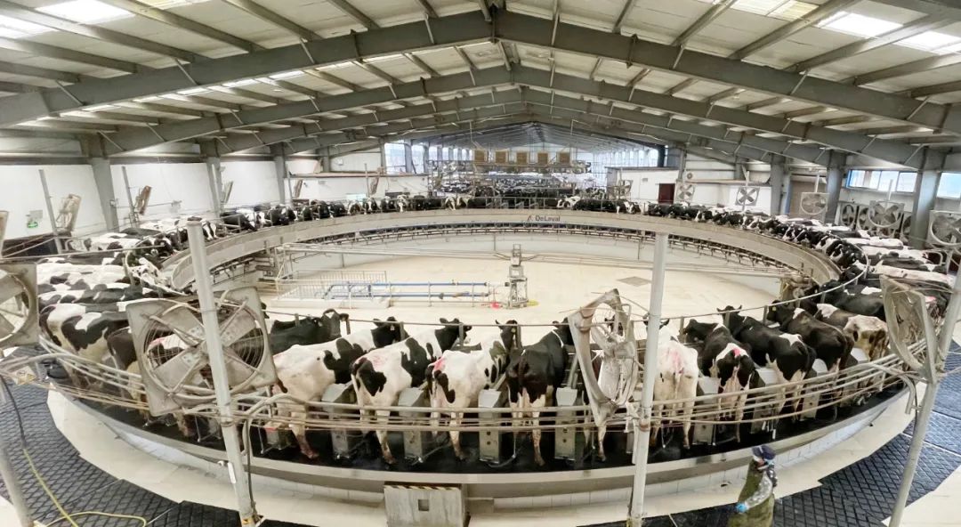 凝心聚力·贏創(chuàng)未來(lái) | 花花牛乳業(yè)集團(tuán)召開(kāi)營(yíng)銷、養(yǎng)殖及飼料經(jīng)營(yíng)工作會(huì)議