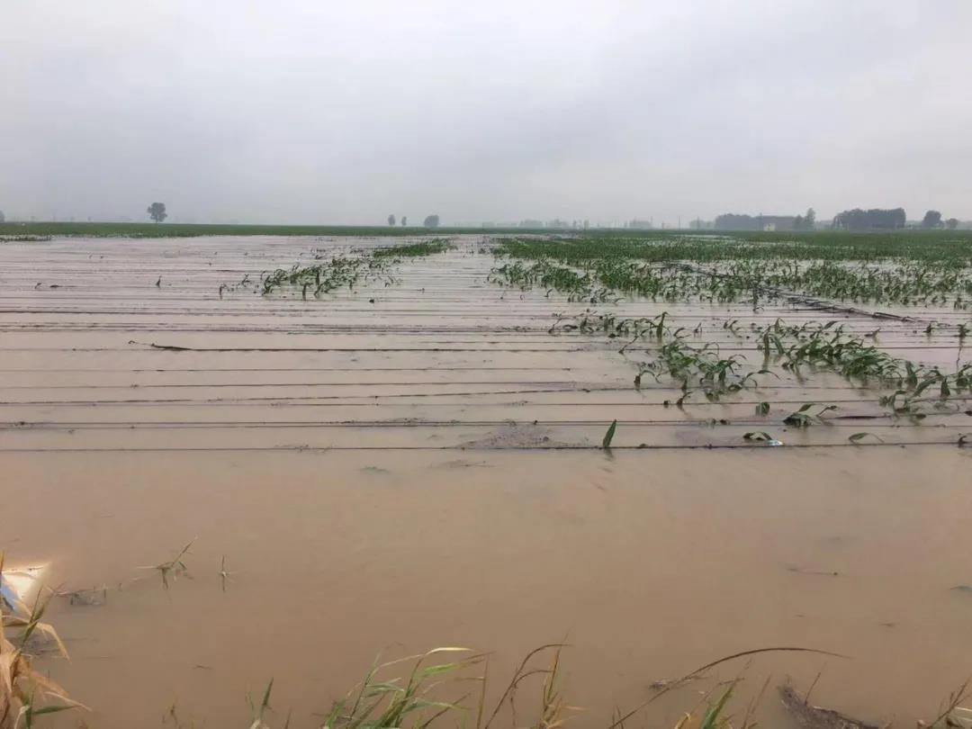 【乳報·聚焦】“豫”難而上的中原牛人“太中了”！