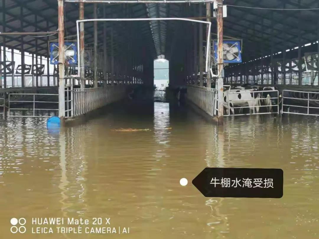 【乳報·聚焦】“豫”難而上的中原牛人“太中了”！