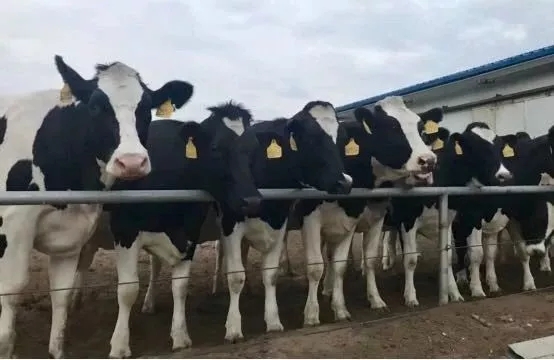 省委書記王國生到河南花花牛乳業(yè)集團·新蔡瑞亞牧業(yè)有限公司調(diào)研 省委書記王國生到河南花花牛乳業(yè)集團·新蔡瑞亞牧業(yè)有限公司調(diào)研